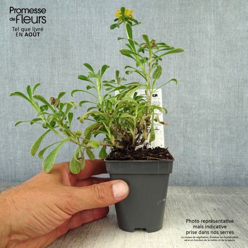 Pallenis maritima Asmago 8/9 cm pot sample as delivered in summer