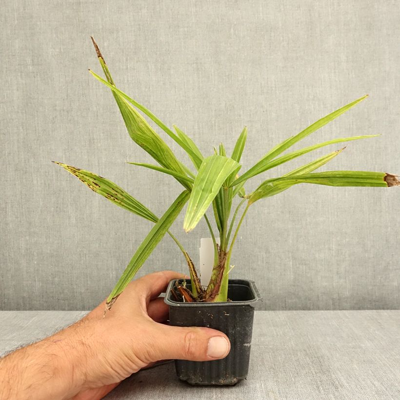 Trachycarpus fortunei - Chinese Windmill Palm 8/9 cm pot sample as delivered in summer