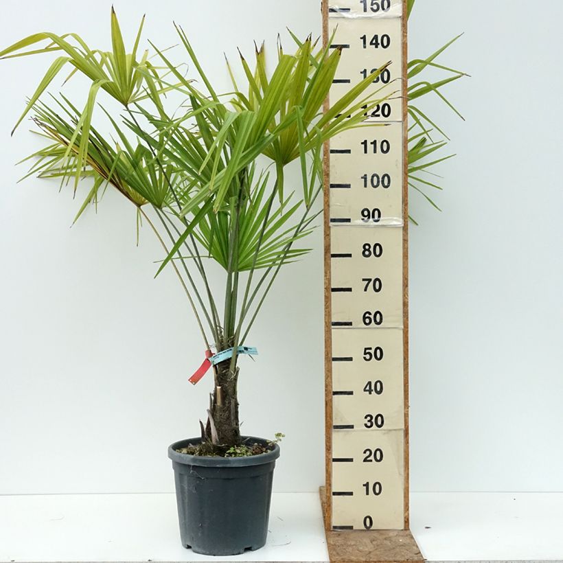 Trachycarpus fortunei - Chinese Windmill Palm 18L/20L pot sample as delivered in summer