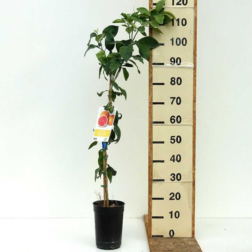Grapefruit - Citrus x paradisi 3L/4L pot, Clump sample as delivered in summer