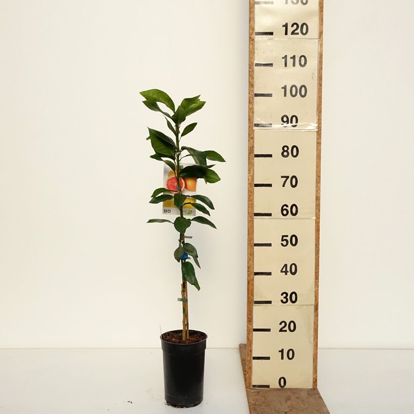 Grapefruit - Citrus x paradisi 3L/4L pot, Clump sample as delivered in winter