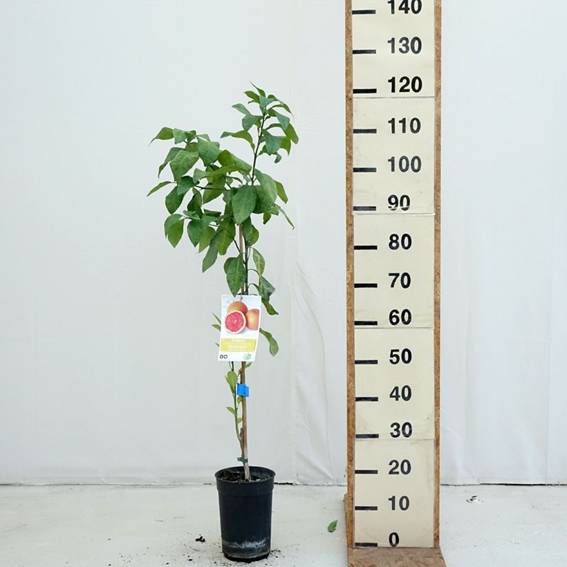 Grapefruit - Citrus x paradisi 7.5L/10L pot, Half standard sample as delivered in autumn