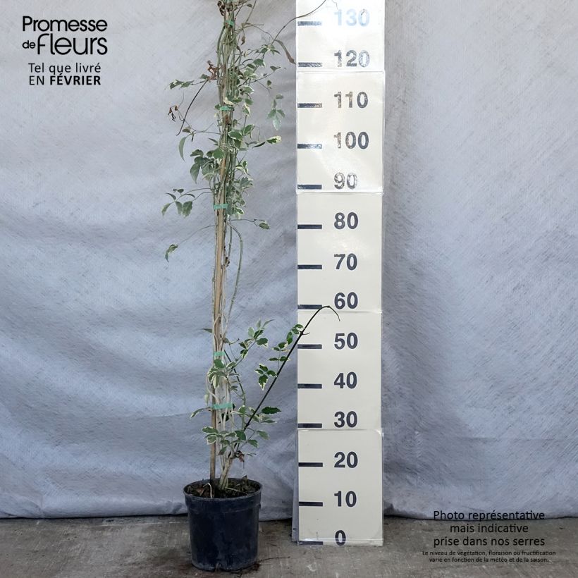 Pandorea jasminoïdes Variegata - Bower Vine 3L/4L pot sample as delivered in winter