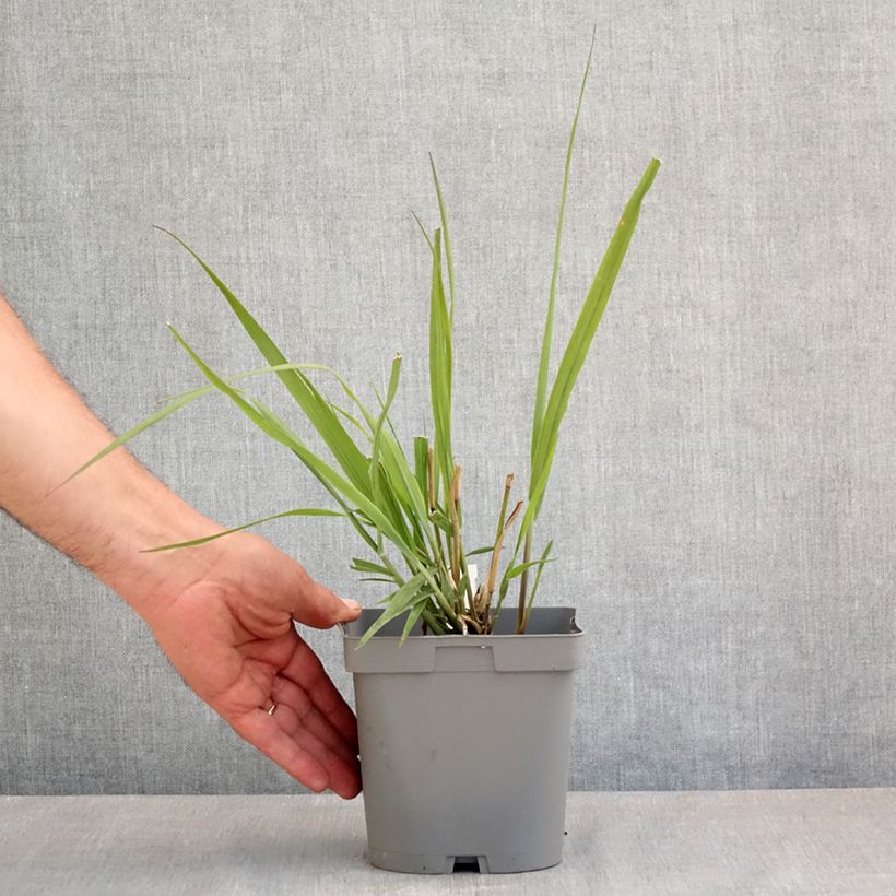 Panicum virgatum Dallas Blues - Switchgrass 2L/3L pot sample as delivered in spring