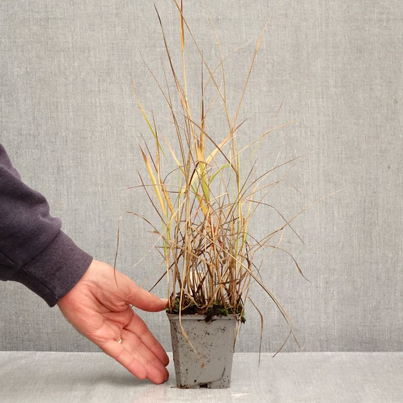 Panicum virgatum Hänse Herms - Switchgrass 8/9 cm pot sample as delivered in autumn