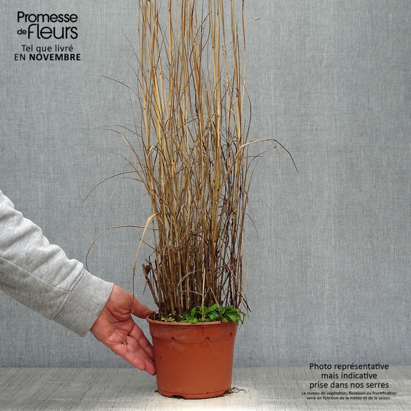 Panicum virgatum Heavy Metal - Switchgrass 2L/3L pot sample as delivered in autumn