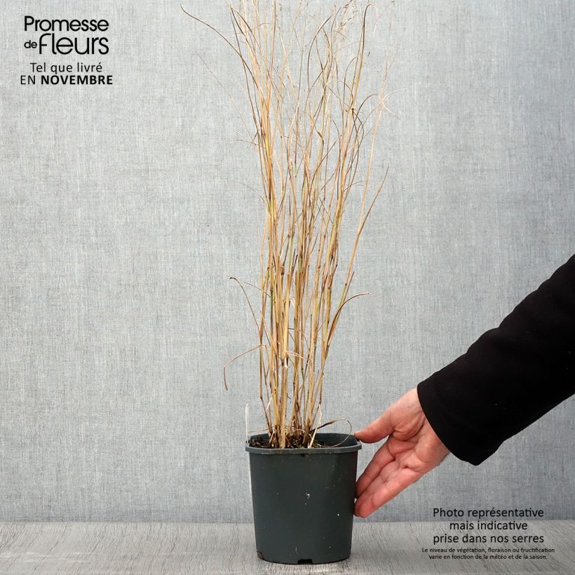 Panicum virgatum Heiliger Hain - Switchgrass 2L/3L pot sample as delivered in autumn