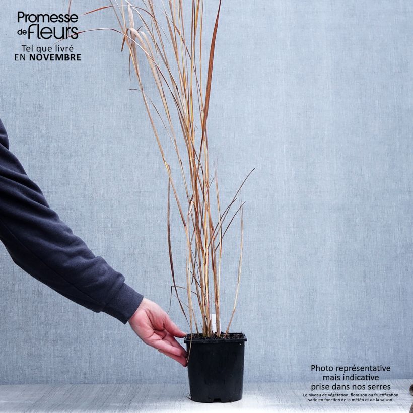 Panicum virgatum Northwind - Switchgrass 2L/3L pot sample as delivered in autumn