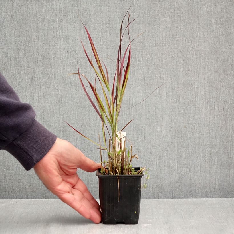 Panicum virgatum Oxblood Autumn 8/9 cm pot sample as delivered in autumn