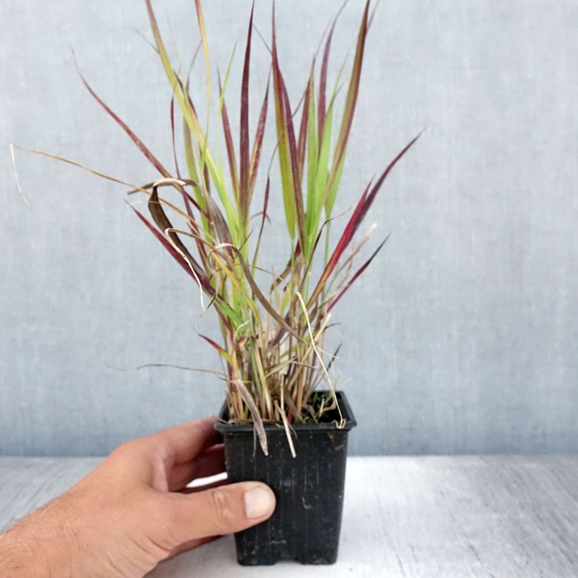 Panicum virgatum Oxblood Autumn 8/9 cm pot sample as delivered in summer