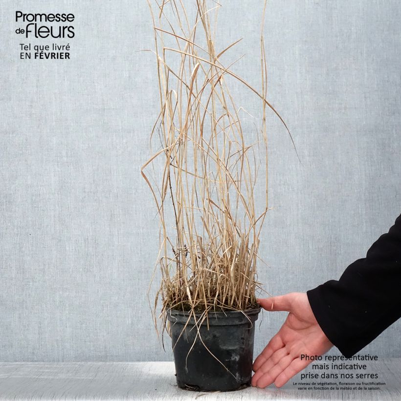 Panicum virgatum Prairie Sky - Switchgrass 2L/3L pot sample as delivered in winter
