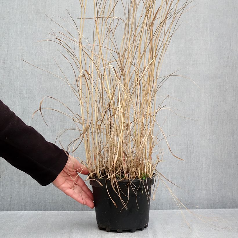 Panicum virgatum Rehbraun - Switchgrass 2L/3L pot sample as delivered in autumn