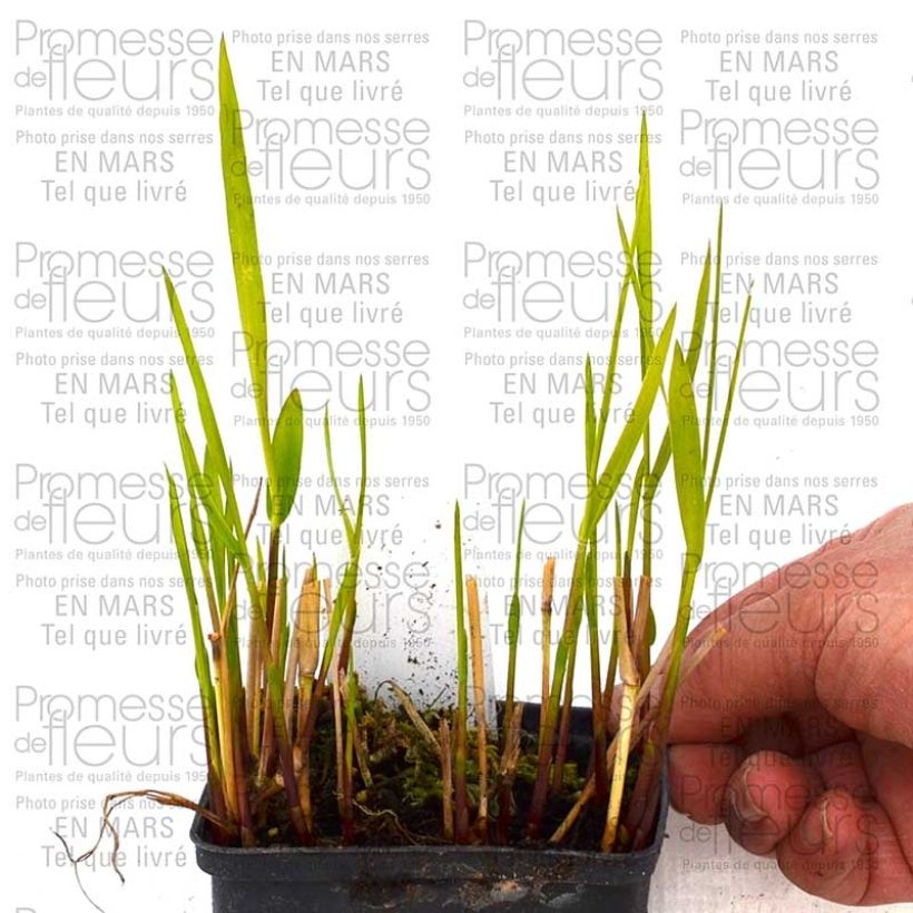 Panicum virgatum Rotstrahlbusch - Switchgrass 1L/1.5L pot sample as delivered in spring