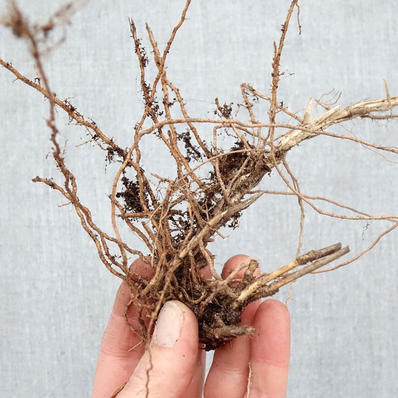 Panicum virgatum Sangria - Switchgrass Bare root sample as delivered in winter