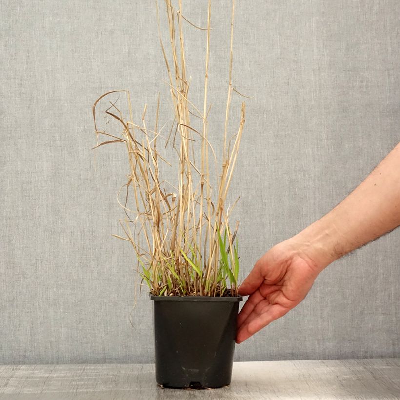 Panicum virgatum Squaw - Switchgrass 2L/3L pot sample as delivered in spring