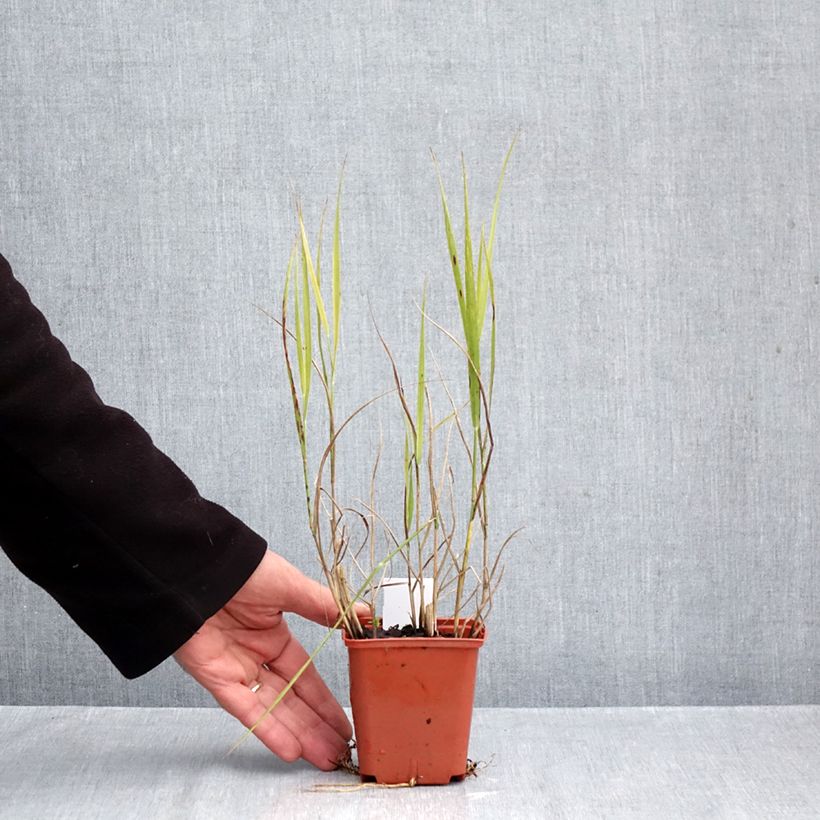 Panicum virgatum Purple Breeze - Switchgrass 8/9 cm pot sample as delivered in autumn