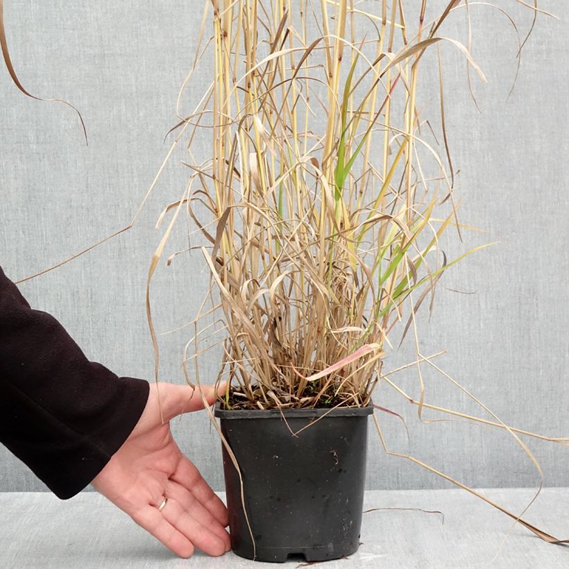 Panicum virgatum Squaw - Switchgrass 2L/3L pot sample as delivered in autumn