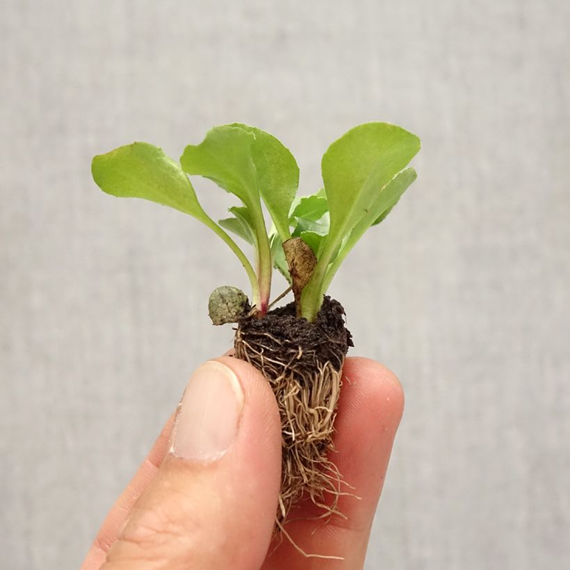 Tasso Daisy in mini-plug mix - Bellis Perennis Plug plant 2.2cm x 2cm - Tray of 35 sample as delivered in autumn