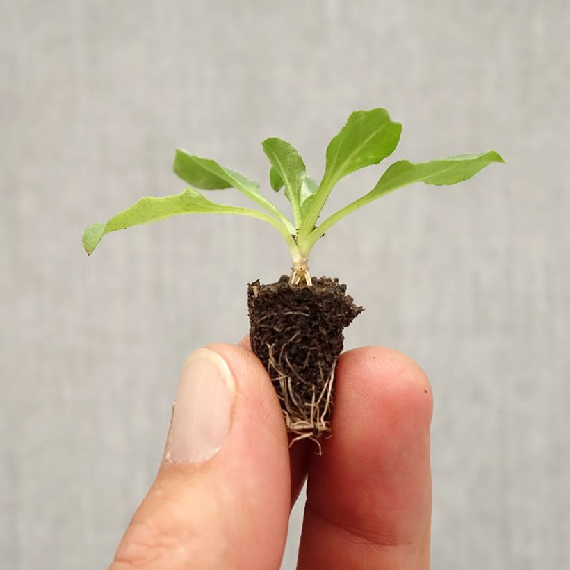 Tasso Daisy in mini-plug mix - Bellis Perennis Plug plant 3/4cm sample as delivered in autumn