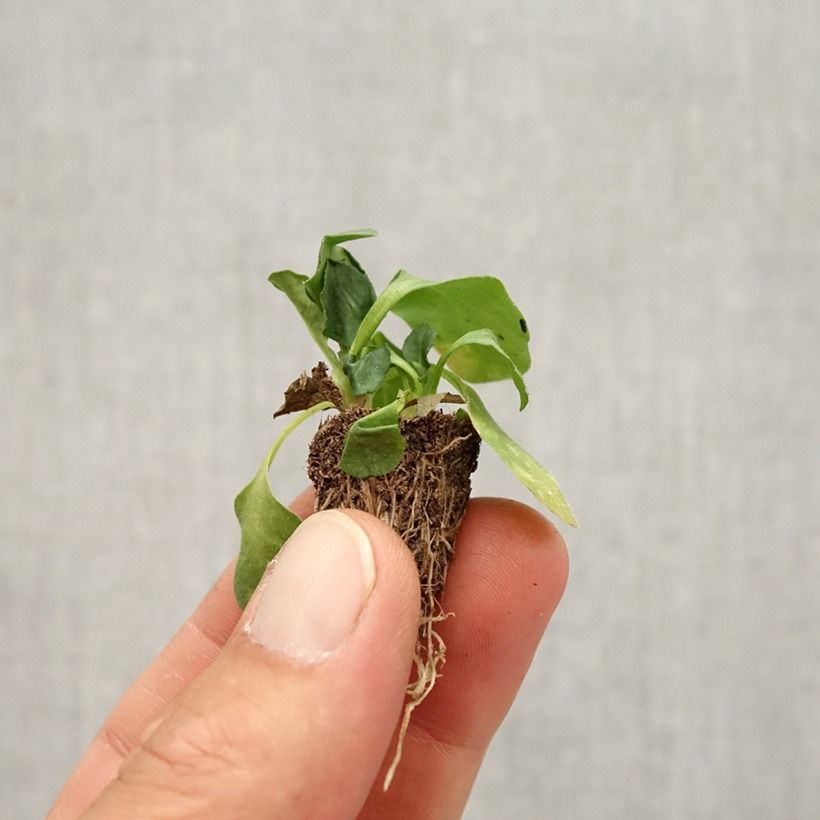 Bellis perennis Tasso Strawberries & Cream - Common Daisy Plug plant 2.2cm x 2cm - Tray of 35 sample as delivered in autumn