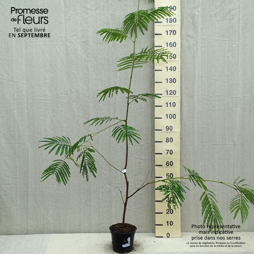 Paraserianthes lophantha 4L/5L pot sample as delivered in autumn