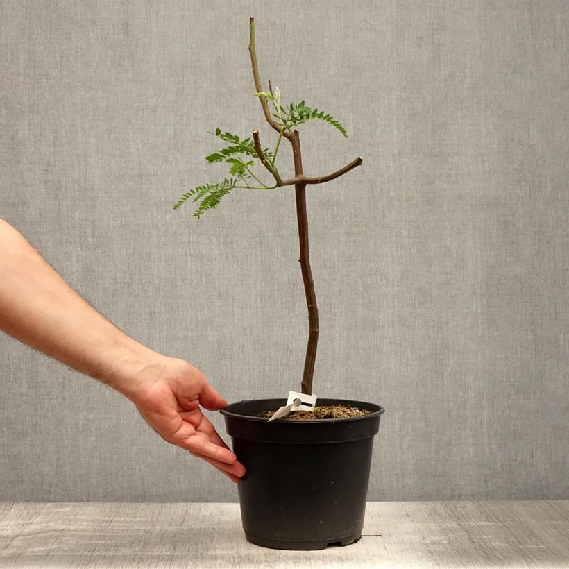 Paraserianthes lophantha 4L/5L pot sample as delivered in summer