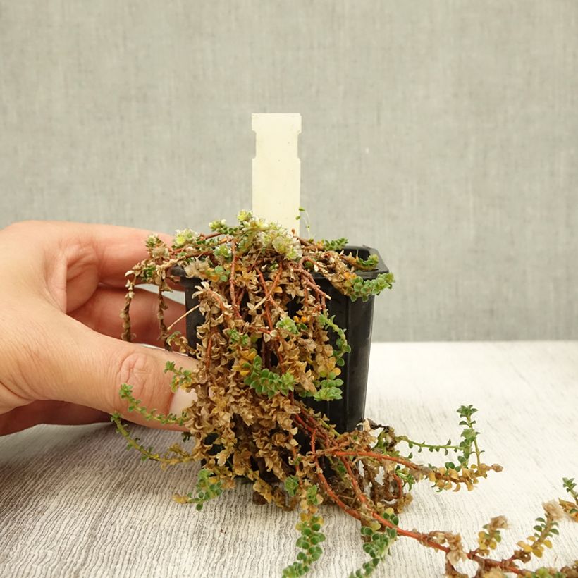 Paronychia kapela subsp. serpyllifolia 8/9 cm pot sample as delivered in autumn
