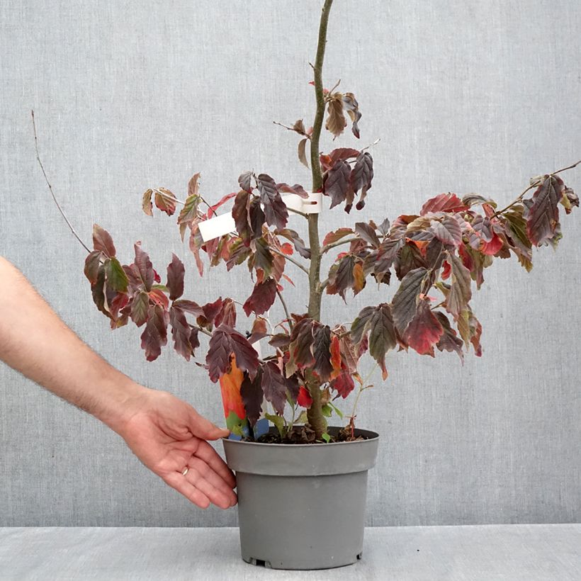 Parrotia persica Burgundy - Persian ironwood 4L/5L pot sample as delivered in autumn