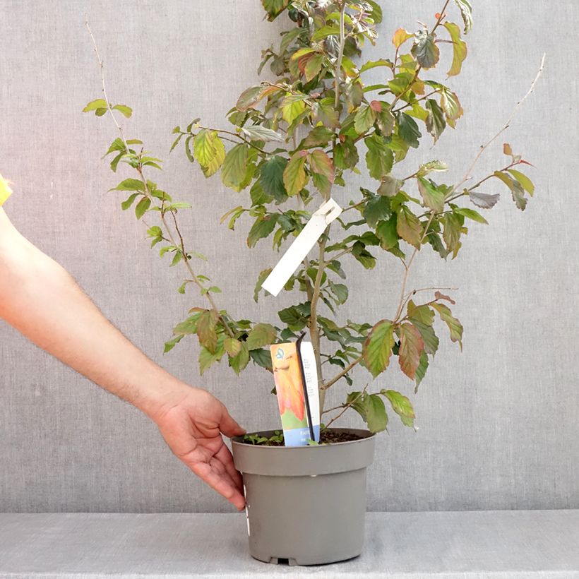 Parrotia persica Burgundy - Persian ironwood 4L/5L pot sample as delivered in spring