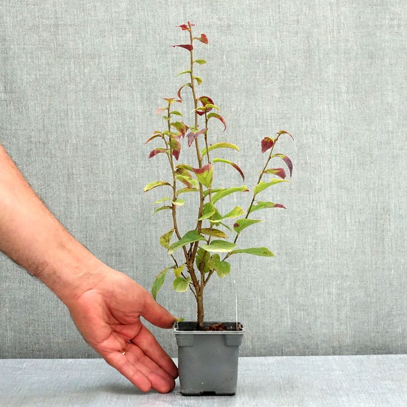 Parrotia persica Persian Spire - Persian Ironwood 8/9 cm pot sample as delivered in summer
