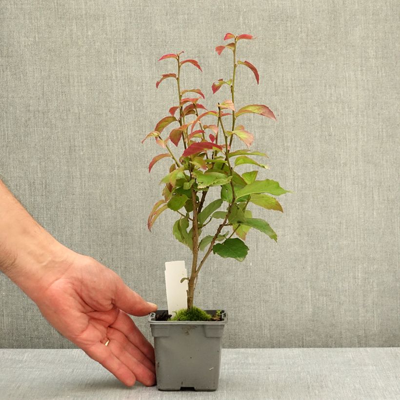 Parrotia persica Persian Spire - Persian Ironwood 8/9 cm pot sample as delivered in spring