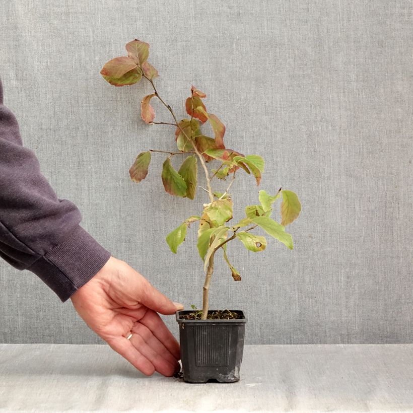Parrotia persica Vanessa - Persian Ironwood 8/9 cm pot sample as delivered in autumn