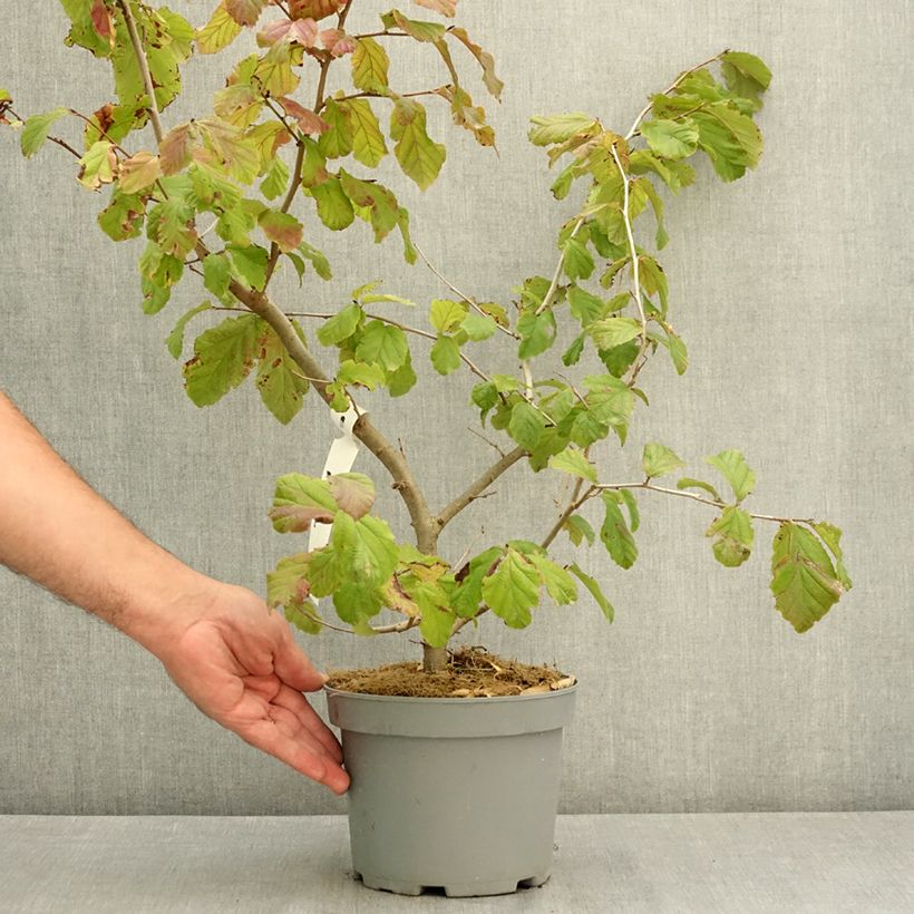 Parrotia persica Vanessa - Persian Ironwood 4L/5L pot sample as delivered in summer
