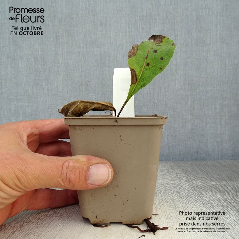 Parthenium integrifolium 8/9 cm pot sample as delivered in autumn