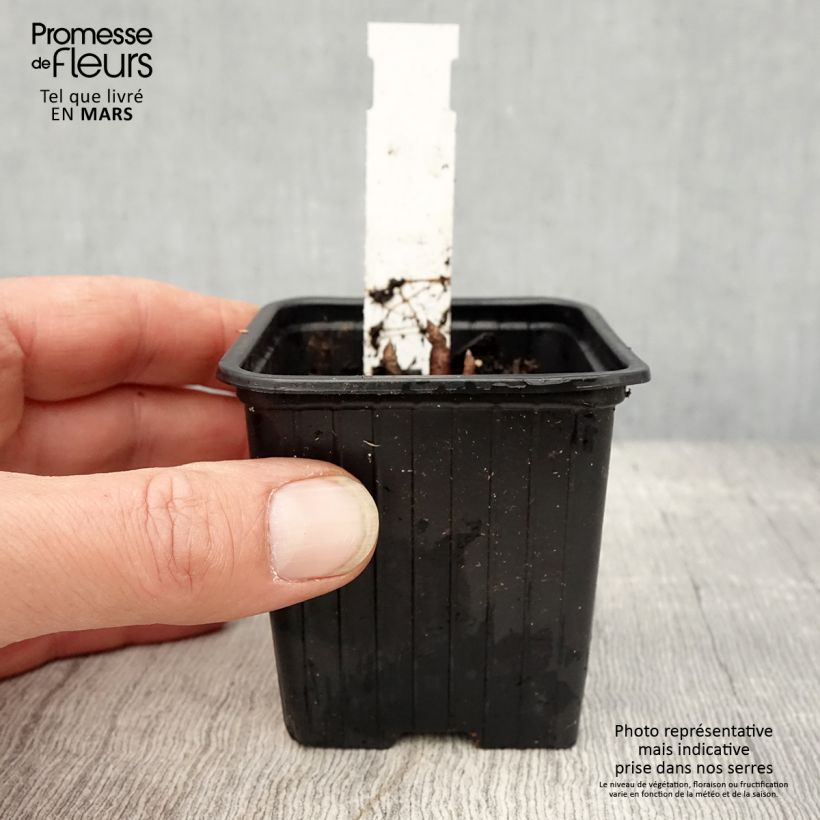 Parthenium integrifolium 8/9 cm pot sample as delivered in spring