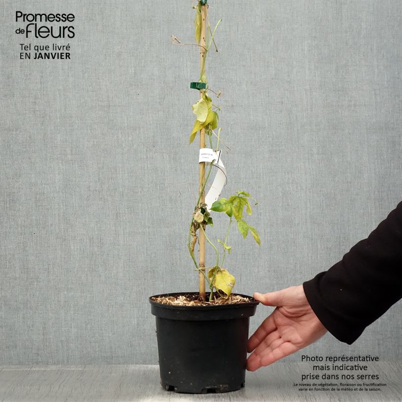 Passiflora incarnata- Passion Flower 2L/3L pot sample as delivered in winter
