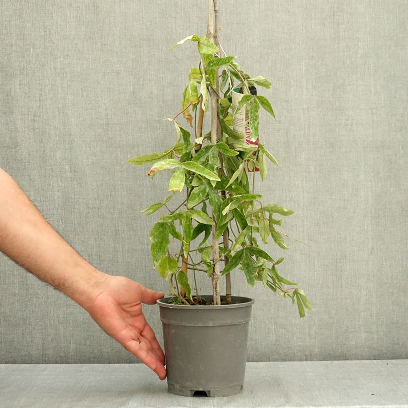 Passiflore Anastasia - Fleur de la Passion Pot de 2L/3L sample as delivered in summer
