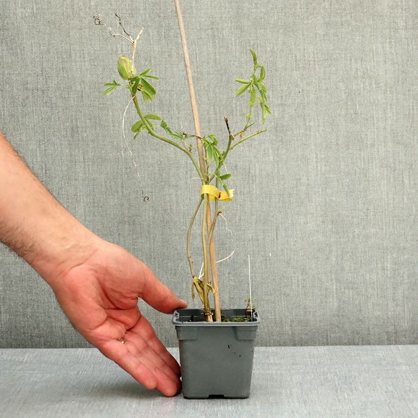 Passiflora caerulea Constance Elliot- Passion Flower 8/9 cm pot sample as delivered in spring
