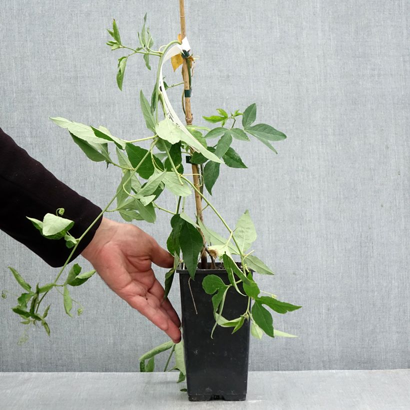 Passiflora Fata Confetto 1.5L/2L pot sample as delivered in autumn