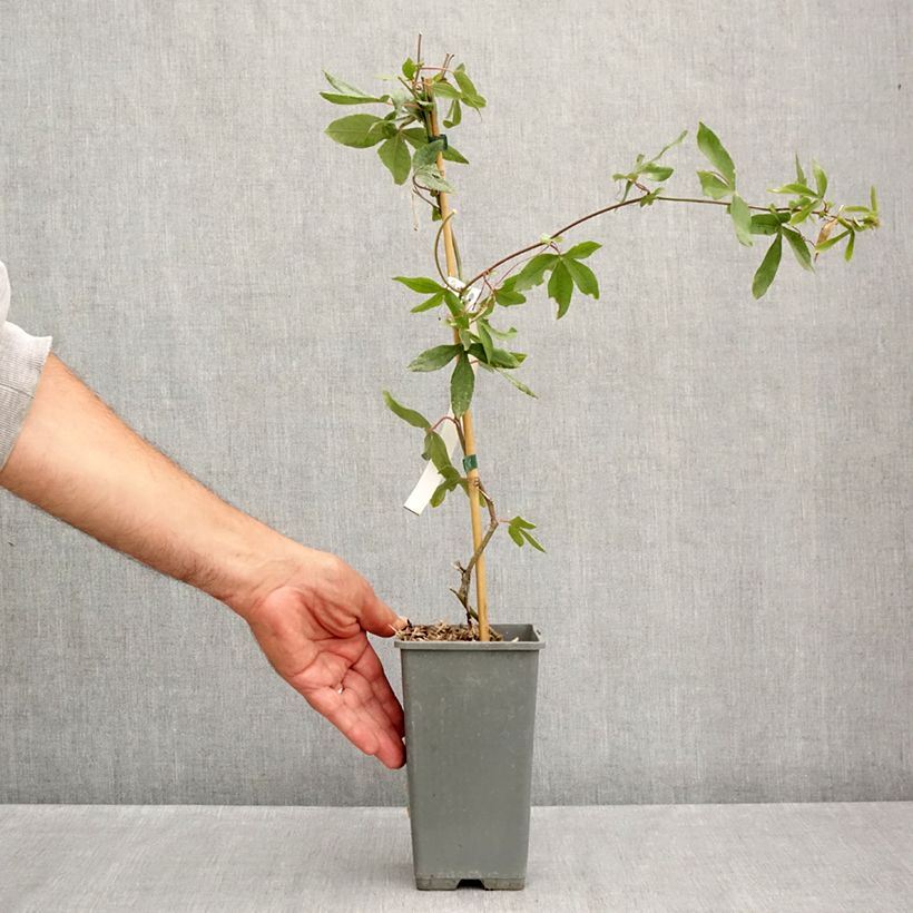 Passiflora caerulea Clear Sky- Passion Flower 1.5L/2L pot sample as delivered in summer