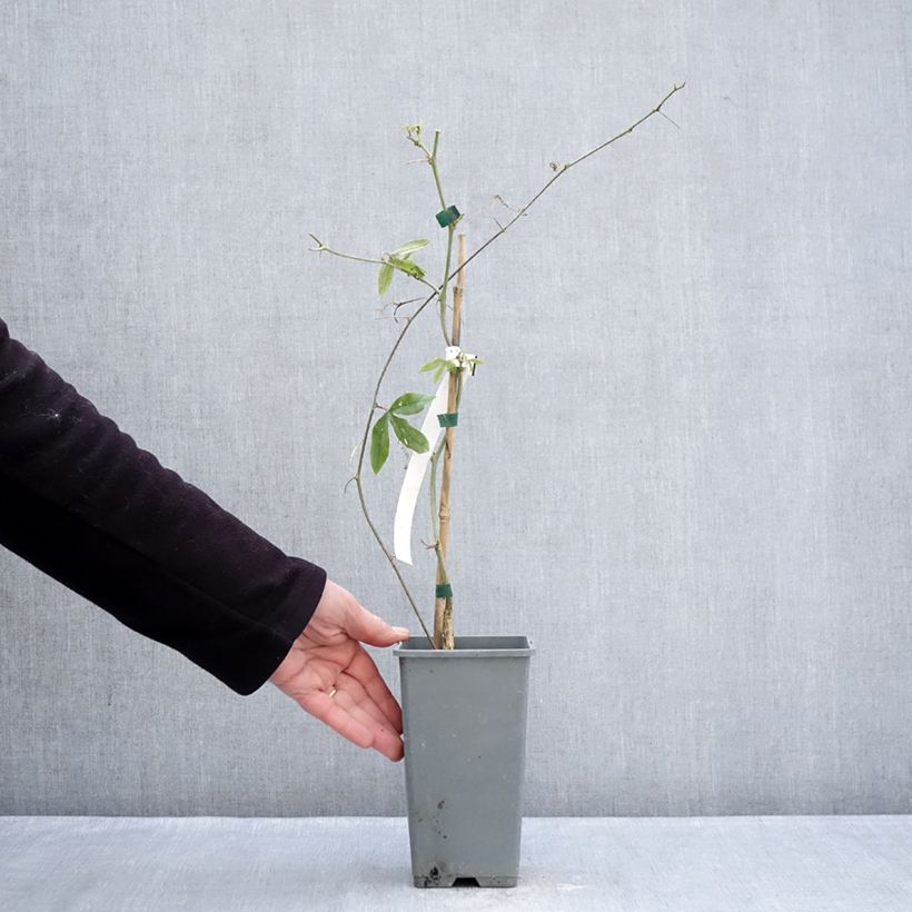 Passiflora caerulea Clear Sky- Passion Flower 1.5L/2L pot sample as delivered in winter