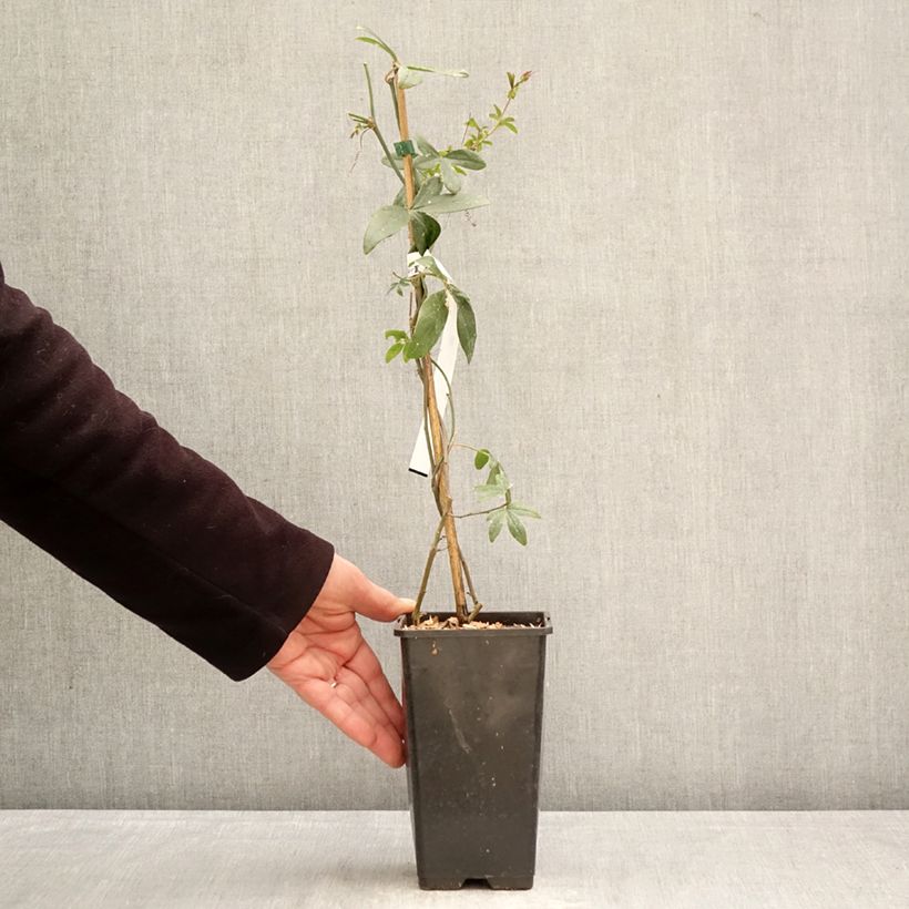 Passiflora caerulea Clear Sky- Passion Flower 1.5L/2L pot sample as delivered in spring