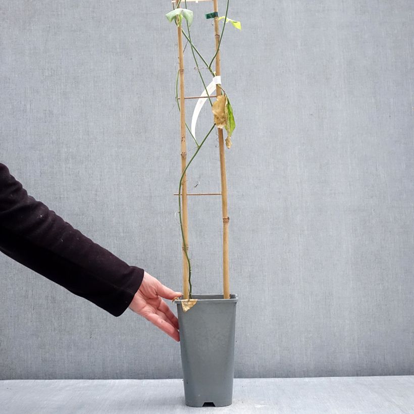 Passiflora Incense- Passion Flower 2L/3L pot sample as delivered in winter