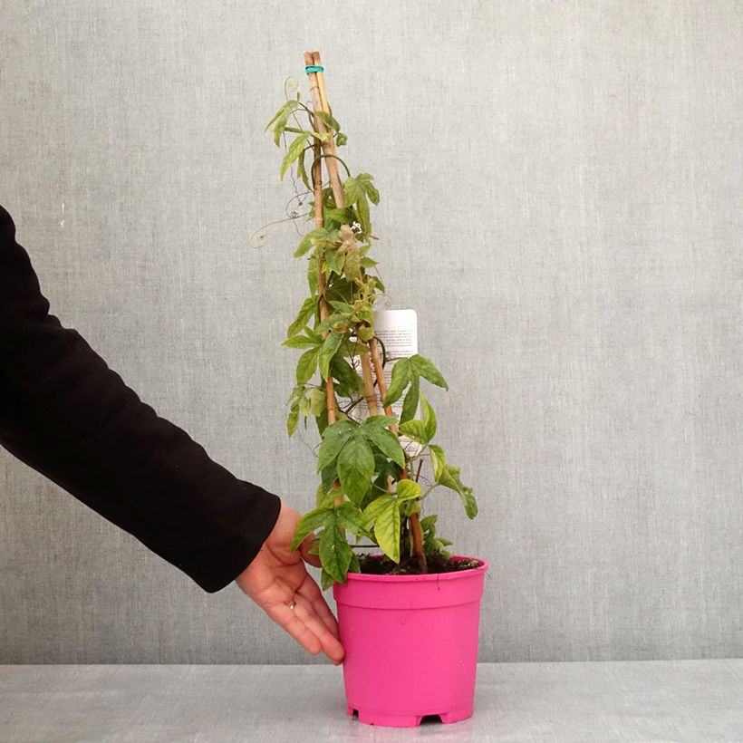 Passiflora Michael- Passion Flower 2L/3L pot sample as delivered in winter