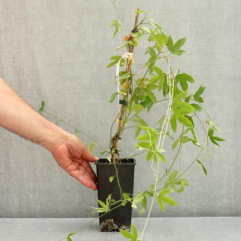 Passiflora Exoniensis- Passion Flower 1.5L/2L pot sample as delivered in summer