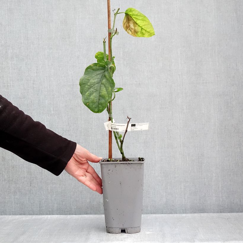 Passiflora quadrangularis 3L/4L pot sample as delivered in autumn