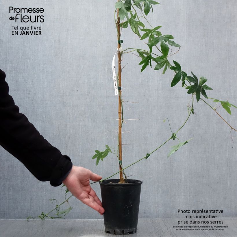 Passiflora Snow Queen- Passion Flower 2L/3L pot sample as delivered in winter