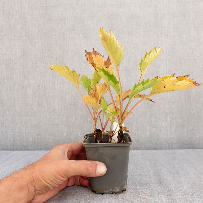 Patrinia gibbosa 8/9 cm pot sample as delivered in summer