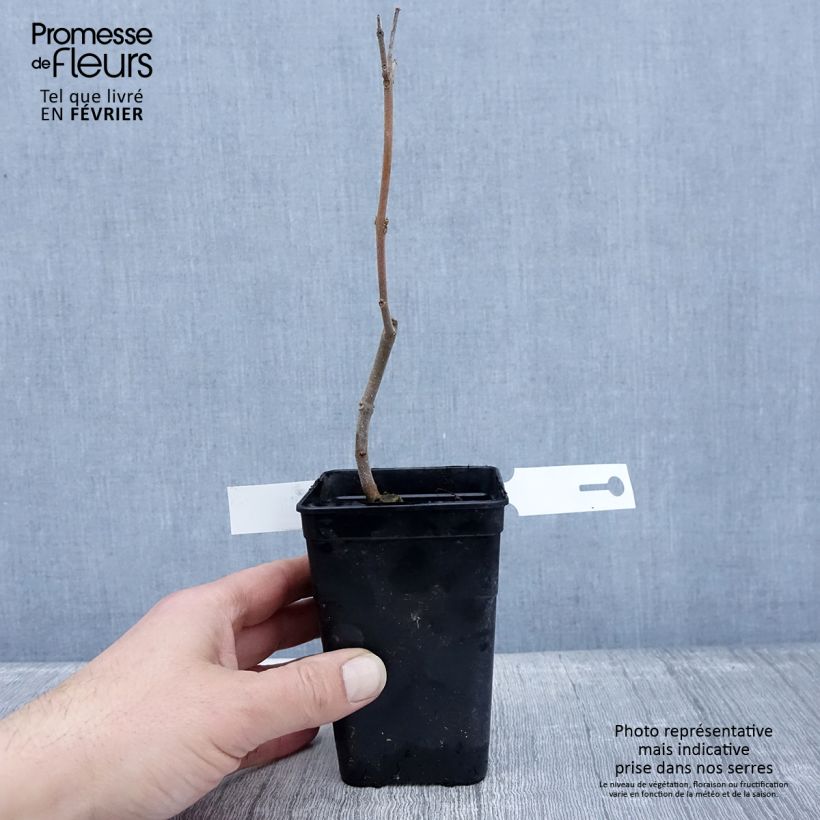 Paulownia fortunei April Light - Foxglove Tree 1L/1.5L pot sample as delivered in winter