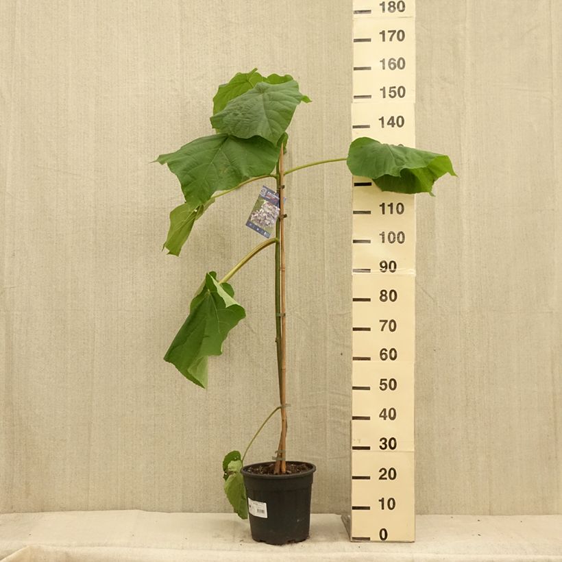 Paulownia fortunei Fast Blue Minfast - Foxglove Tree 7.5L/10L pot sample as delivered in summer